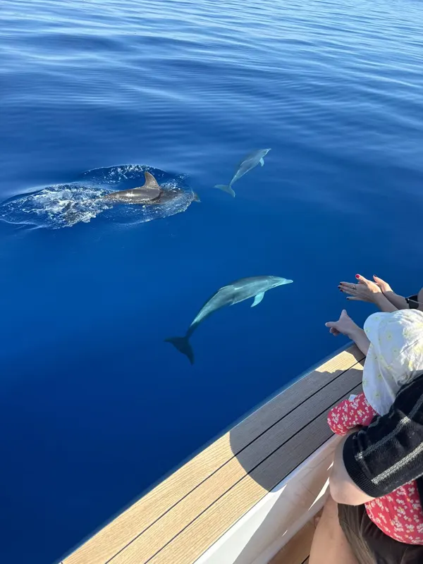 Two dolphins swimming beside the Fjord 52 “Peanuts” in deep blue water